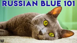 RUSSIAN BLUE CAT 101 - Watch This Before Getting One!