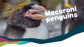 Macaroni Penguins - What you need to know! [Living Coasts]