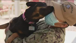 Dogs on deployment: San Diego Navy Sailor reunited with dog