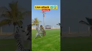 🥶 lion attack 😱 bangal Tiger 🐯 attack on white tiger 🐅 #lion #viral #tiger #shorts #trend