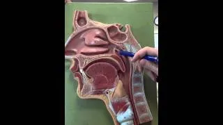 Nasopharynx and Oropharynx