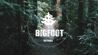 Amazing BIGFOOT Camouflage - It Just Blended Into It's Environment Perfectly | SASQUATCH ENCOUNTERS