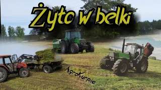 Żyto na kiszonkę w Bele 2020 | AgroKurpie