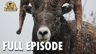 Wild America | S3 E2 'Bighorn!' | Full Episode | FANGS