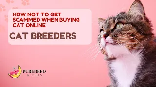 How Not To Get Scammed When Buying Cat Online