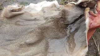 Dried deer hide starting process for brain tan buckskin