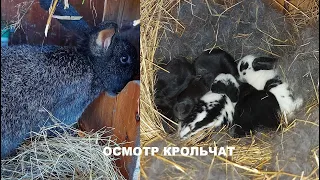 ОСМОТР ГНЕЗДА КРОЛЬЧИХИ 🐇 12 ДНЕЙ КРОЛЬЧАТАМ 🐰🐰🐰