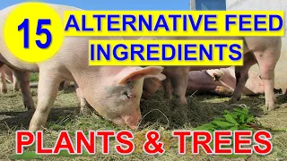 15 Alternative Feed Ingredients for Pig to Reduce the Feed Cost