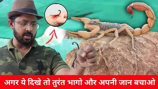 बिच्छू के दर्दनाक दर्द से कैसे बचे? Bapi Da Snake Expert.