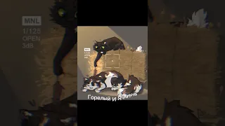 #котывоители  Элит Горелый и Ячмень