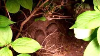 Hedgehog mating courtship ritual