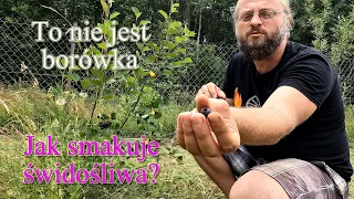 To nie jest borówka. Jak smakuje świdośliwa? Próbujemy pierwszy raz - Ogrodowe pierdamony 159