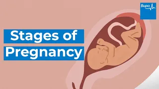 Stages of pregnancy – how your baby develops