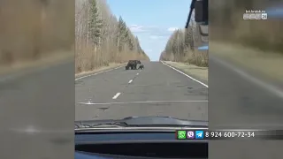 Медведица с детёнышами вышла на дорогу в Усть-Илимском районе
