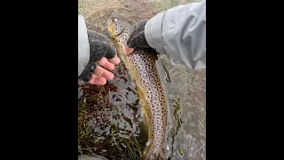 Little Pine brown trout on fly 22 11 22