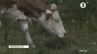 Час громади: На Вінниччині розпочалась виплата ФО за утримання молодняку великої рогатої худоби
