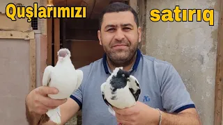 Quşlarımızı satırıq  #mubarizemintv #qus #goyercin #bakiquslari