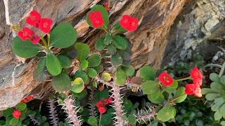 Corona di Cristo - Euphorbia milii