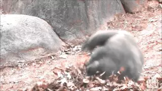 Gorillas Playing in the Leaves [HARDCORE]