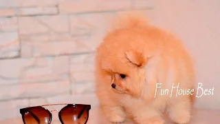 Mini puppy Pomeranian! Щенок померанский шпиц Тип Мишка)