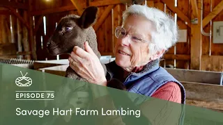 Millcast Episode 75: Savage Hart Farm Lambing