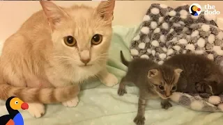 Cat Mom Nurses Orphaned Kittens  | The Dodo