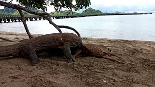 two komodo dragons eat deer on the beach