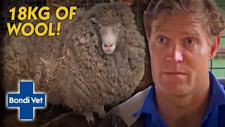 Sheep Hasn't Been Sheared For 5 Years (18KG WORTH OF WOOL!) | Bondi Vet