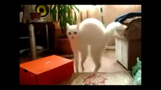 Lustige Katzen / Funny Cat Compilation HD - YOLO