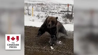 Man describes encounter with bear who charged truck