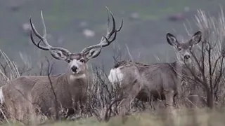 Giant Mule Deer Bucks on Antelope Island Utah
