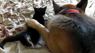 German Shepherd falls in love with Kitten