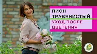 ПИОНЫ  ТРАВЯНИСТЫЕ  - как ухаживать после цветения