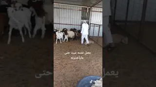 يعمل نفسه ميت عشان ما يأخذونه 😂😂😂😂😂😂😂😂😂😂😂😂😂😂😂