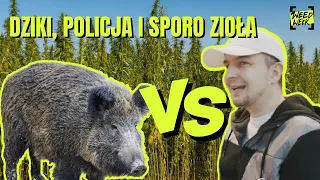 POLICJA NA SPOCIE, Dzik, Sarny i HAJS NA KONCIE 🐗 | Uprawa zioła w POLSCE ?! #HESI #zawadzki #grow