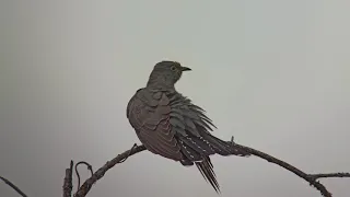 Gegutė (common cuckoo, Cuculus canorus)