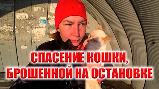 ПОКАЛЕЧЕНЫЙ КОТ ЖДАЛ ПОМОЩИ НА ОСТАВНОВКЕ