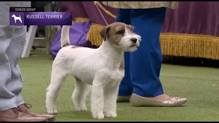 Russell Terriers | Breed Judging 2023