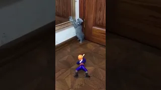 Funny Moment - Cat vs Toy Soldier #cat #foryou #adorable #cats