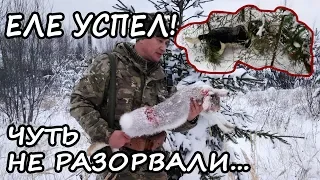 ОХОТА НА ЗАЙЦА! ЕЛЕ УСПЕЛ! ЧУТЬ НЕ РАЗОРВАЛИ... БЕЛАЯ ТРОПА! #7 Сезон 2019-2020г.