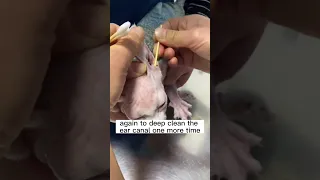 Sphynx Cat Got Smelly Ears