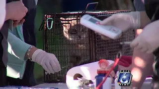 41 cats, 4 dogs, 1 opossum removed from home during raid