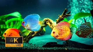 🐠 The Best 4K Aquarium for Relaxation, Sleep Relax Meditation Music | UHD Screensaver #RelaxAnywhere