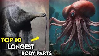 Unbelievable! Top 10 LONGEST Animal Body Part That Will Shock You | I N R TOP 10