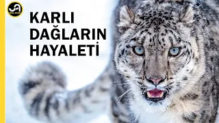 Kar Leoparı: Dağların Hayaleti