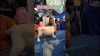 Cheap Price Dog In Kolkata | Gallif Street Pet Market Kolkata | Recent Dog Puppy Price 18 Feb 2023