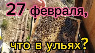 27 февраля, что в ульях? Мёд, пчела, расплод!