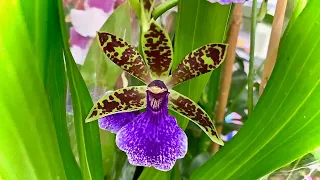 новые ОРХИДЕИ ОБЗОР красивых орхидей по 471 руб