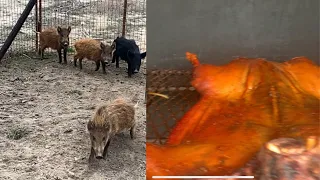 Trapping and Smoking Wild Louisiana Pigs(Catch*Clean*Cook)