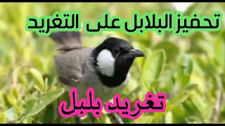 تغريد بلبل لتحفيز البلابل على التغريد